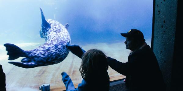 A seal swims in a tank with Mike Quigley and a young child watching in silhouette. 