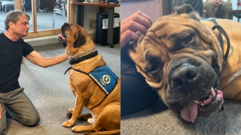 arlo the therapy dog