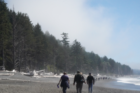three people, a member of congress, national park ranger, and a staff member, walk along the olympic national park coast. on one side are large pinetrees and the other is the ocean. a fog rolls in over the trees.