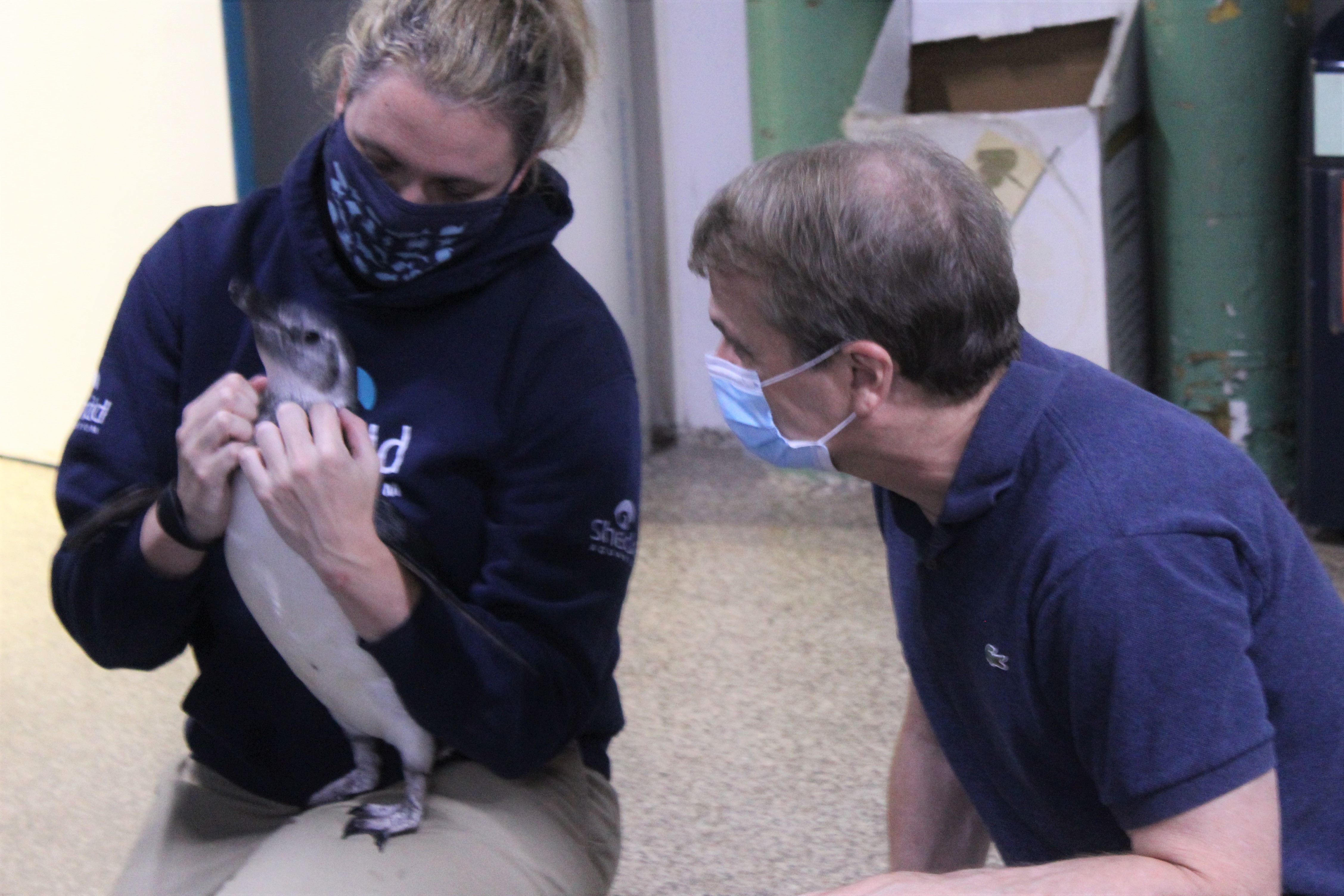 Rep Quigley greets a penguin at Shedd Aquarium