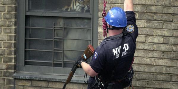 A police officer hanging down the side of a building looks into an apartment to see a fully grown tiger leaping into view