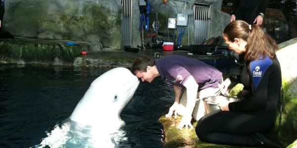 Beluga