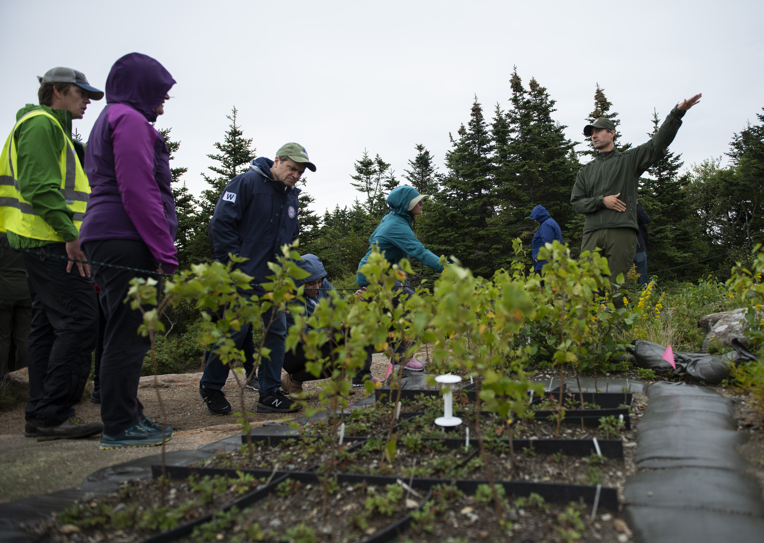 Small green plants grow in plots with a group of people in rain gear looking over them, including National Park Service staff and Congressman Mike Quigley